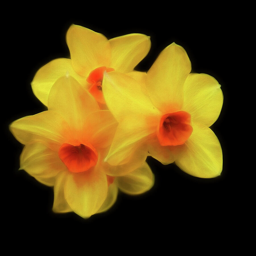Flower Photograph - The Glow Of Spring by Cathy Kovarik
