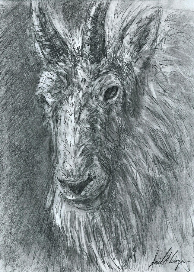 The Goat Drawing by David Burgess