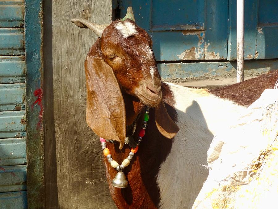 The Goat Photograph by Marika Hartman - Fine Art America