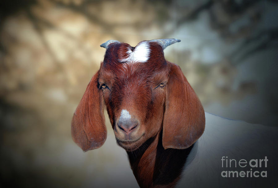 The Goat Photograph By Savannah Gibbs Fine Art America