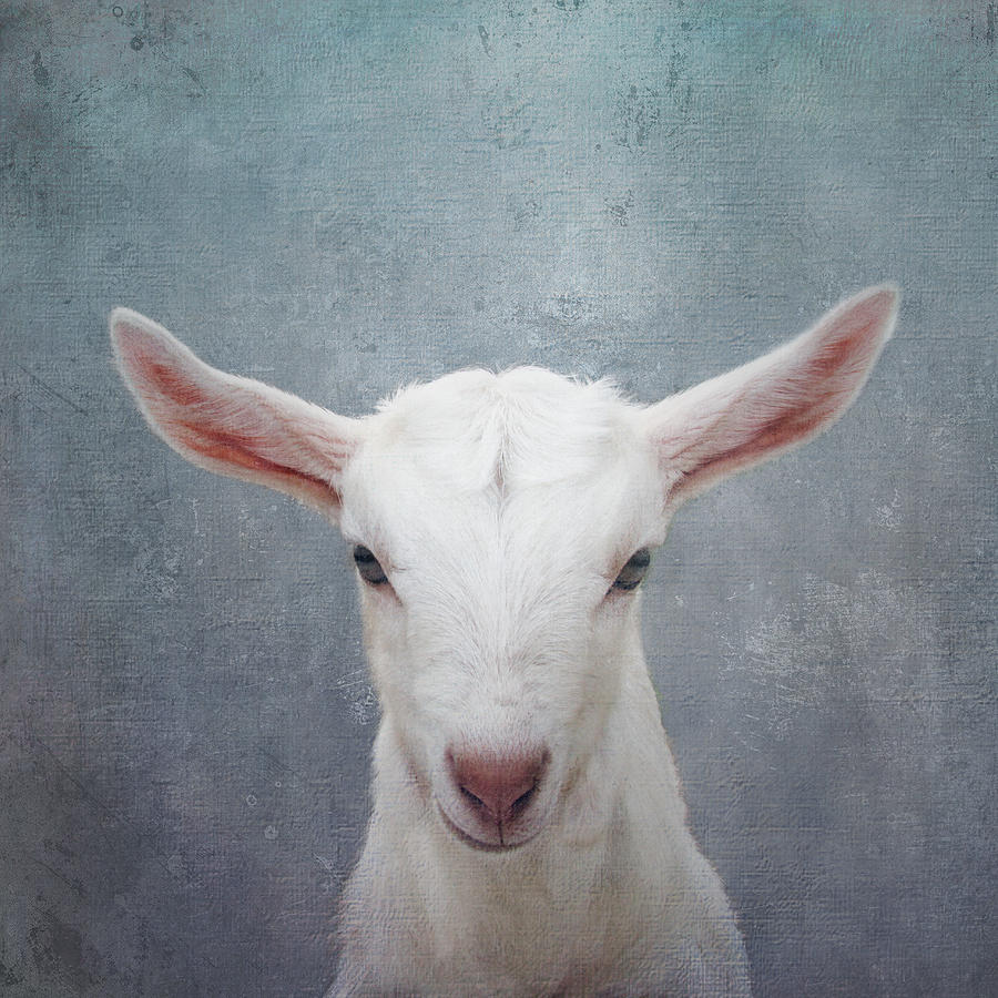 The Goat Who Stares At Men Photograph by Western Exposure - Fine Art ...