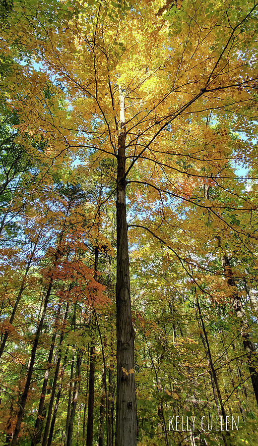 The Gold Above Photograph by Kelly Cullen - Fine Art America