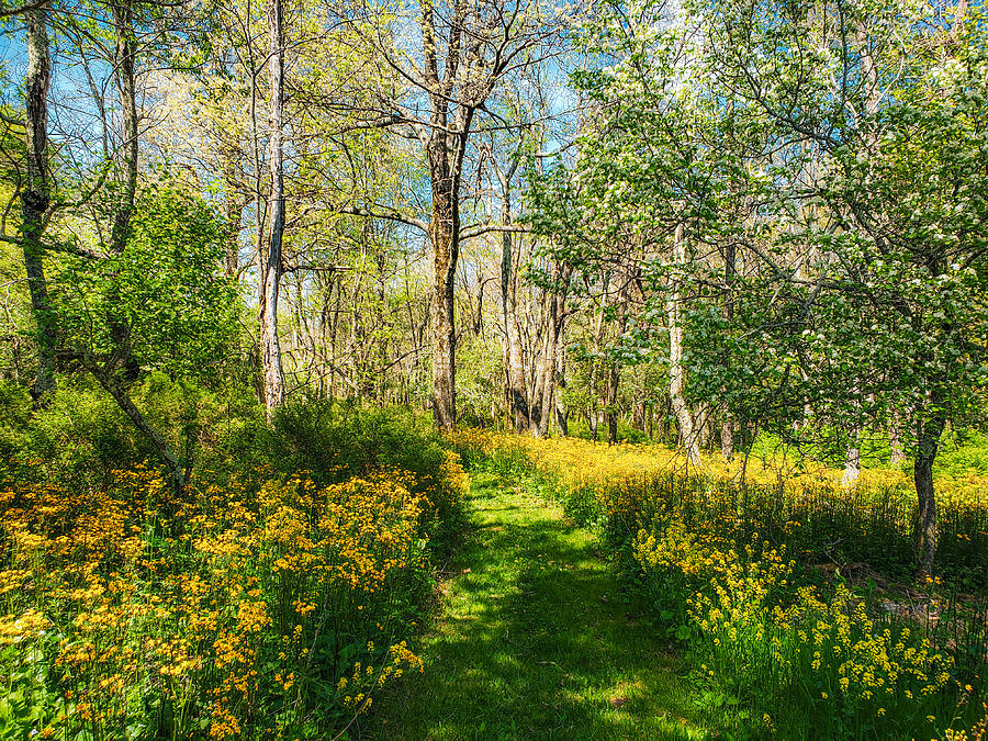 The Golden And Green Path Photograph