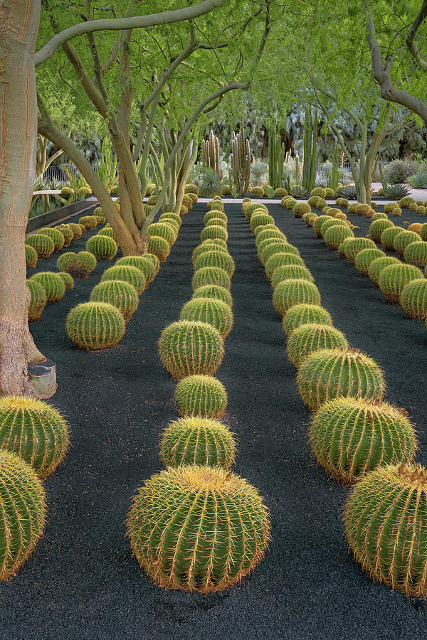 The Golden Barrel Cactus exhibit is one of the many displays ...