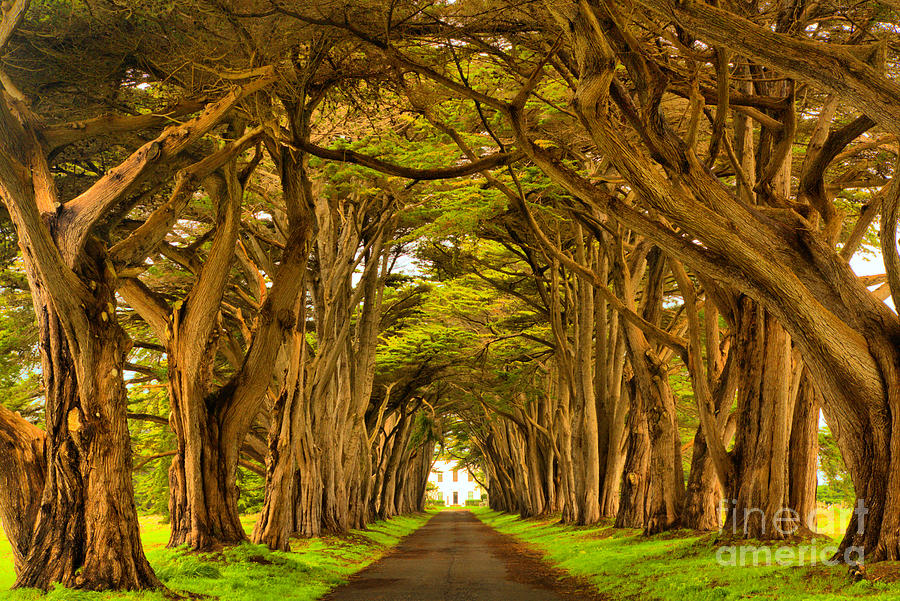 The Golden Cypress Tunnel Photograph by Adam Jewell