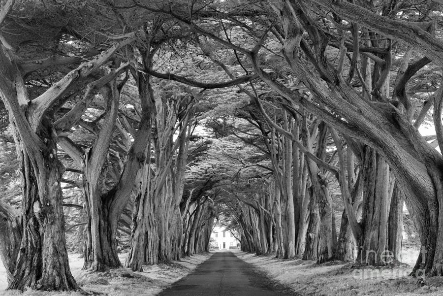 The Golden Cypress Tunnel Black And White Photograph by Adam Jewell