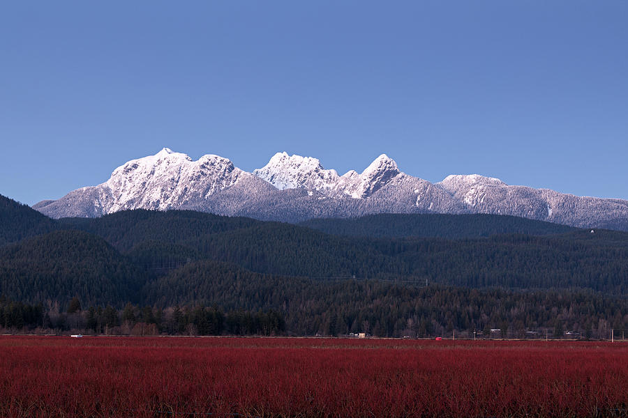 The Golden Ears and a Blueberry Field Photograph by Michael Russell