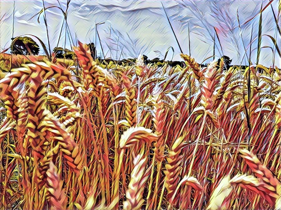 The golden fields Mixed Media by Don Ravi