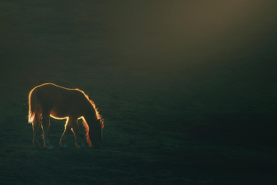 The golden horse Photograph by Mikel Martinez de Osaba