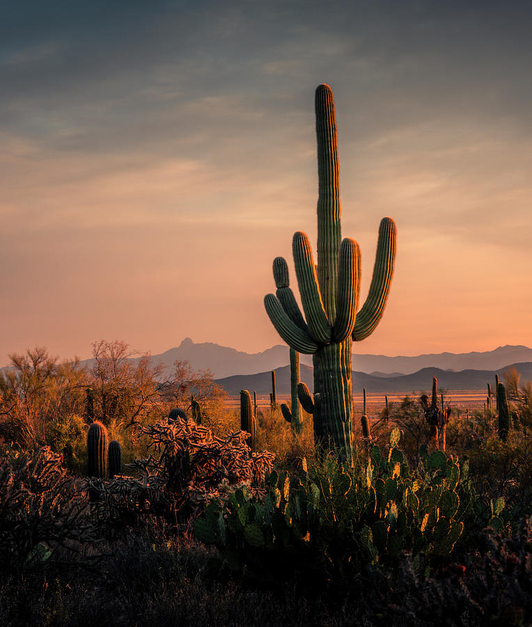 The Golden Hour in Arizona Photograph by Kevin Schwalbe