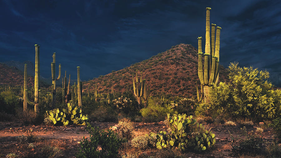 The Golden Last Light Photograph by Saija Lehtonen - Fine Art America