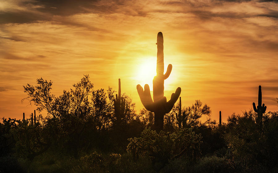 The Golden Light Filters Through Photograph by Saija Lehtonen - Fine ...