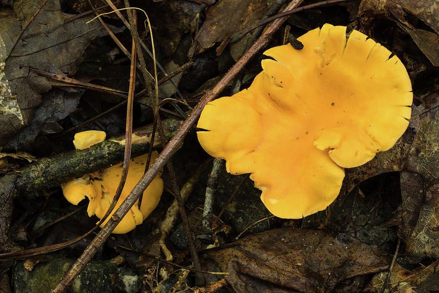 The Golden Mushroom Photograph by Joni Eskridge