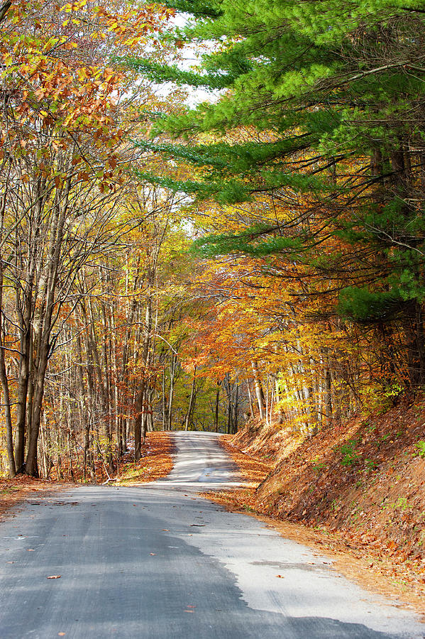 The Golden Road Photograph by Chad Lilly - Fine Art America