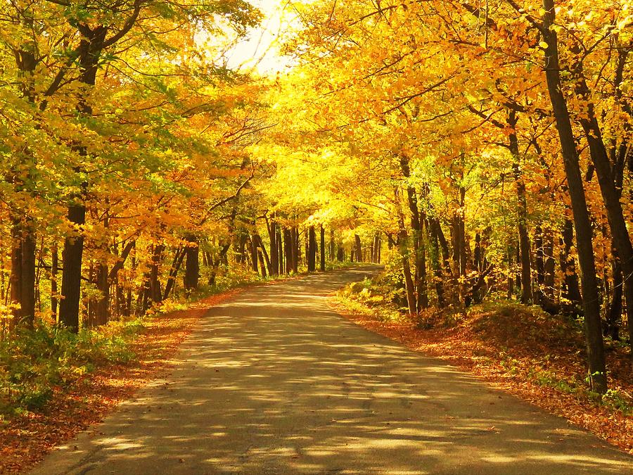 The Golden Road  Photograph by Lori Frisch