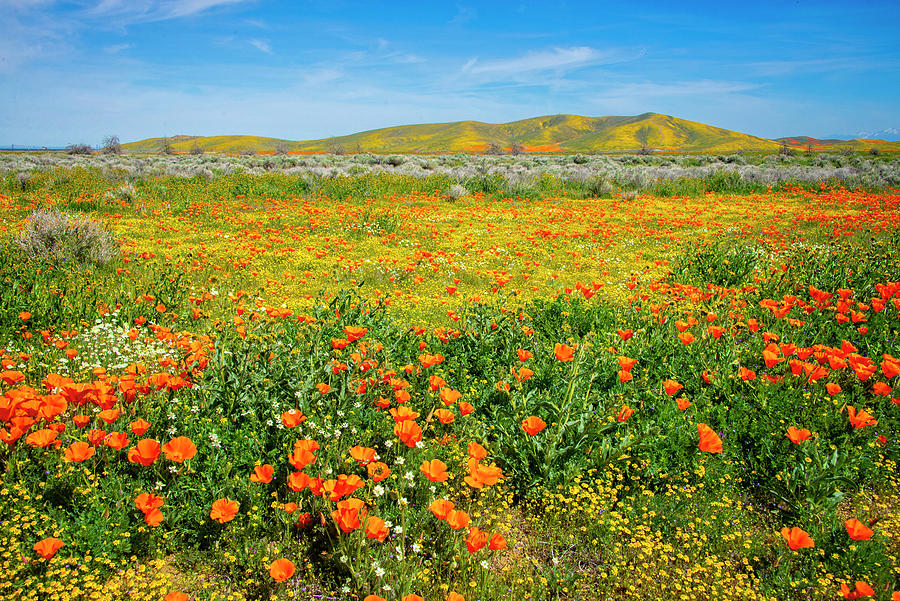 The Golden State Superbloom Photograph by Lynn Bauer
