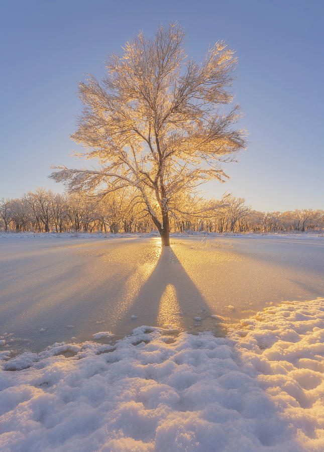 Winter Photograph - The Golden Tree by Darren White
