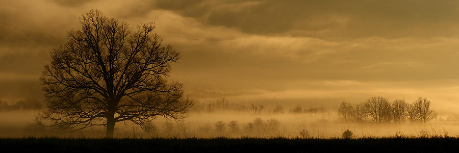 Yoder Images The Golden Tree Photograph by Yoder Images - Pixels