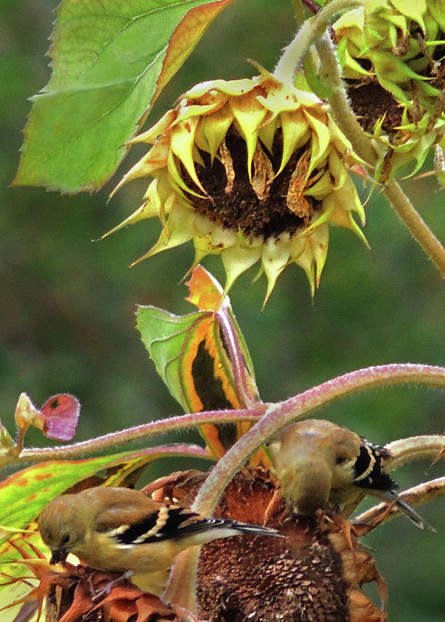 The Goldfinch Feast on the Sunflowers Photograph by Nancy Griswold