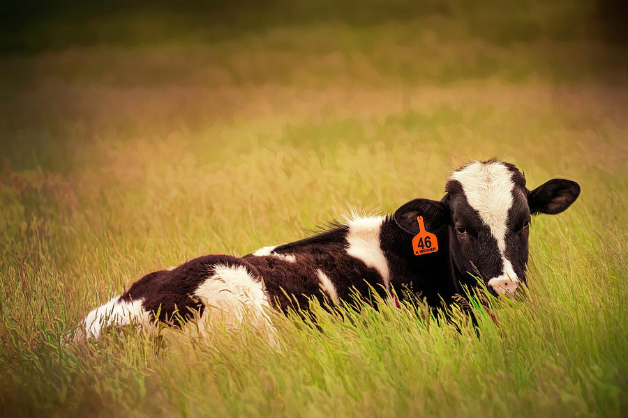 Cow Photograph - The Good Life by Jim Love