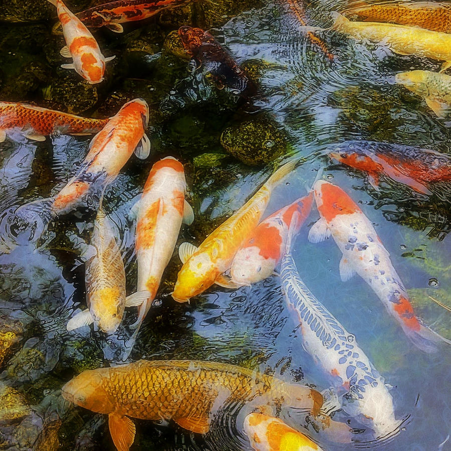 The Good Luck Pond Photograph by Marie Wilson - Fine Art America