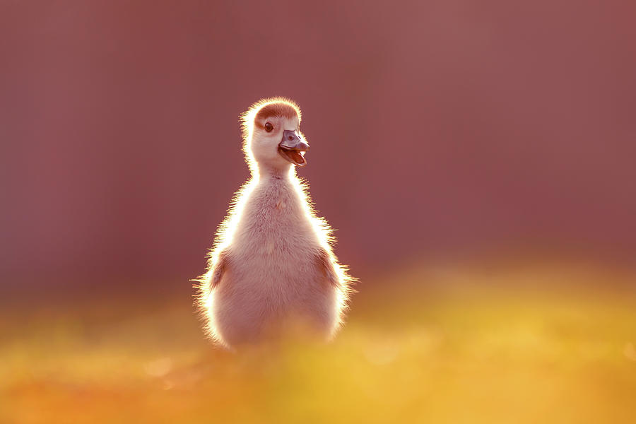 Goose Photograph - The Goofy Gosling by Roeselien Raimond