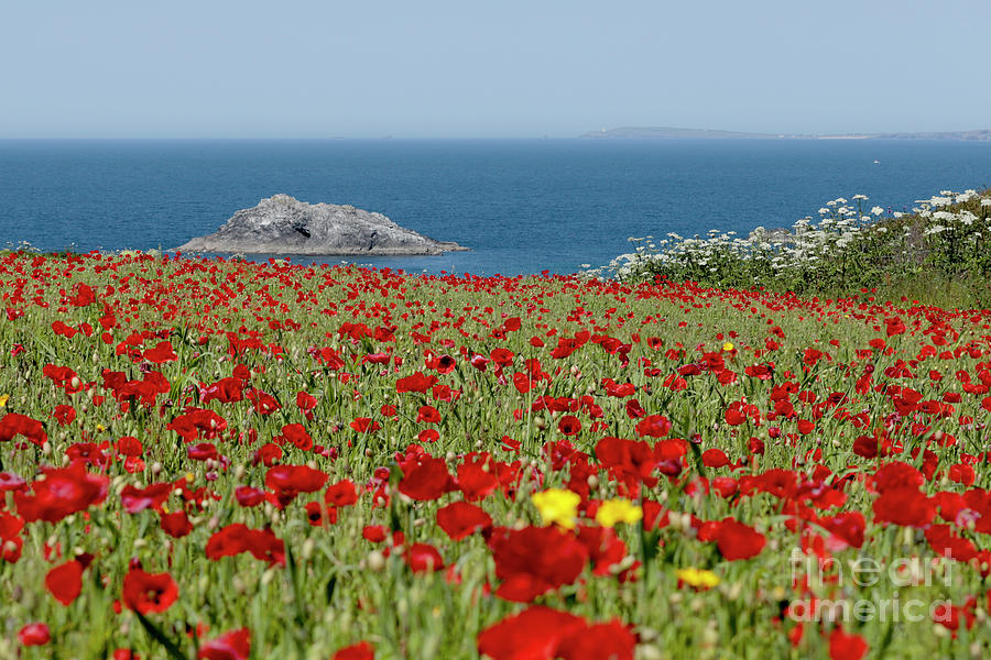 The Goose and Poppies at West Pentire Cornwall Photograph by Terri Waters