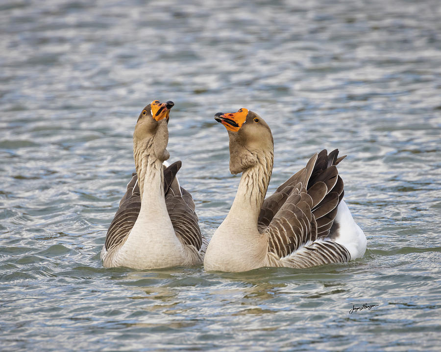 The Goose and the Gander Photograph by Jurgen Lorenzen