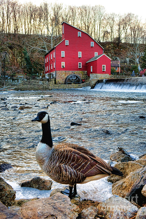 The Goose and the Red Mill Photograph by Olivier Le Queinec