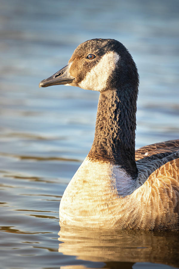 The Goose Photograph by Jordan Hill