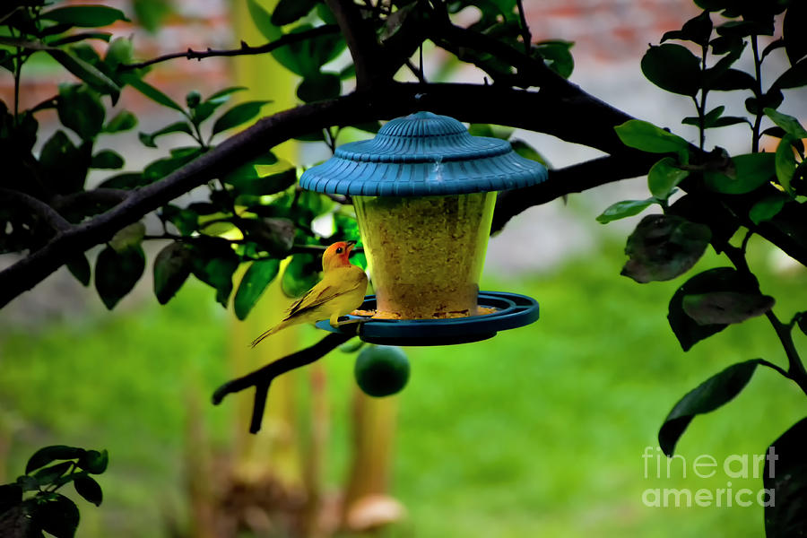 The Gorgeous Saffron Finch II Photograph by Al Bourassa