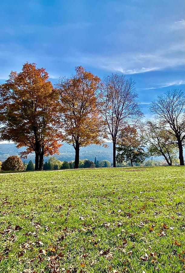 The gorgeous sky and trees Photograph by Stefani Jane Diana - Fine Art ...