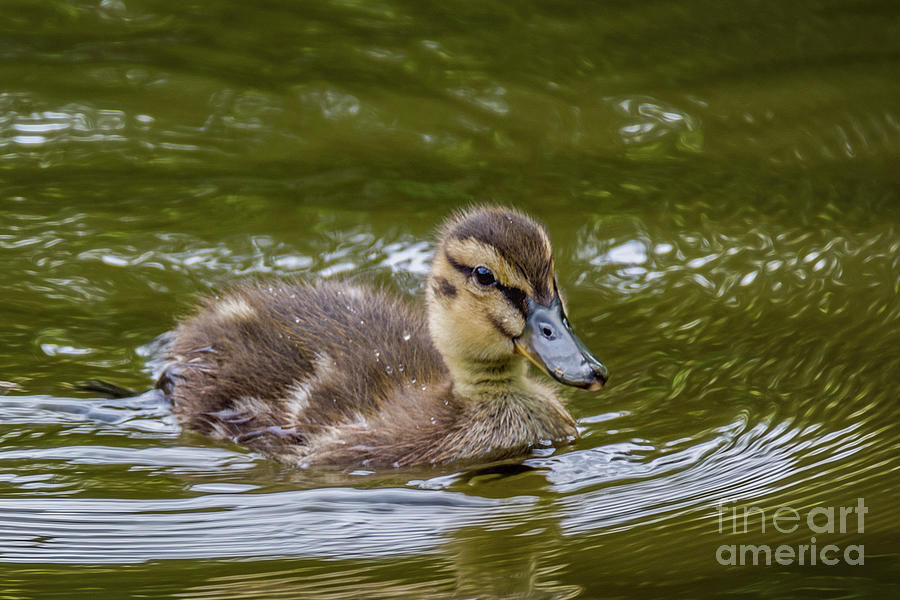 The Gosling Photograph by Lorraine Cosgrove
