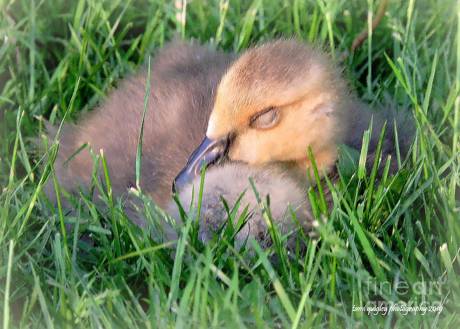 The Gosling Naps Photograph by Tami Quigley