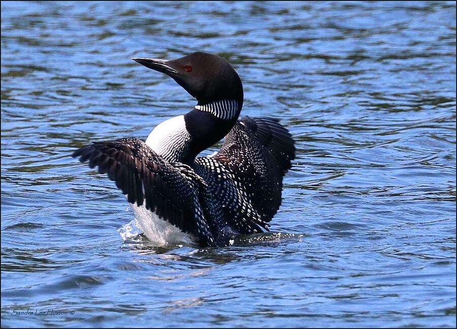 The Grace of a Common Loon Photograph by Sandra Huston