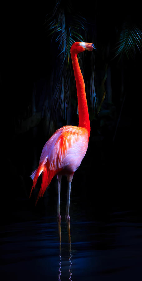 The Graceful Flamingo Photograph by Mark Andrew Thomas