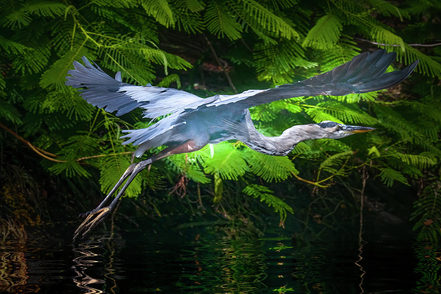 The Graceful Heron Flies Photograph by Mark Andrew Thomas