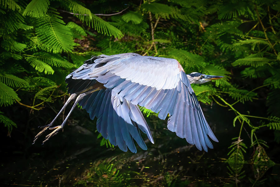 The Graceful Heron Photograph by Mark Andrew Thomas
