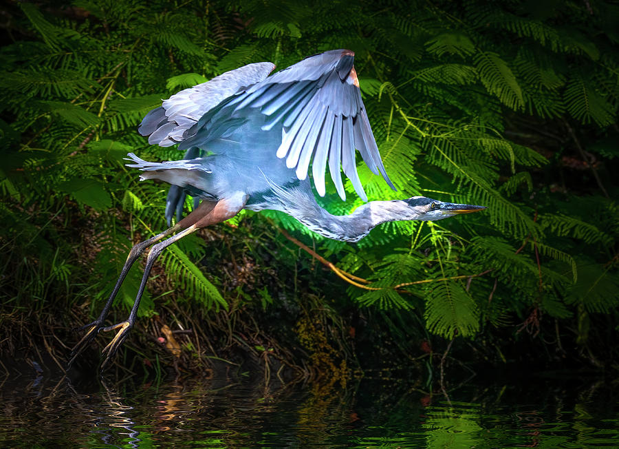 The Graceful Heron Soars Photograph by Mark Andrew Thomas