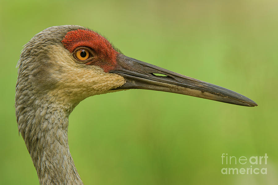 The Graceful Sandhill Crane wildlife portrait Photograph by Mark Graf