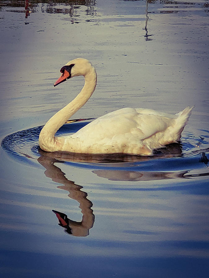 The Graceful Swan Photograph by Andrea Whitaker