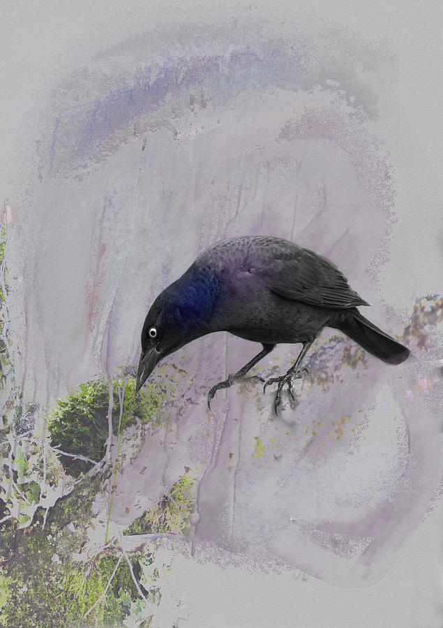 The Grackle Digital Art by Sue Capuano