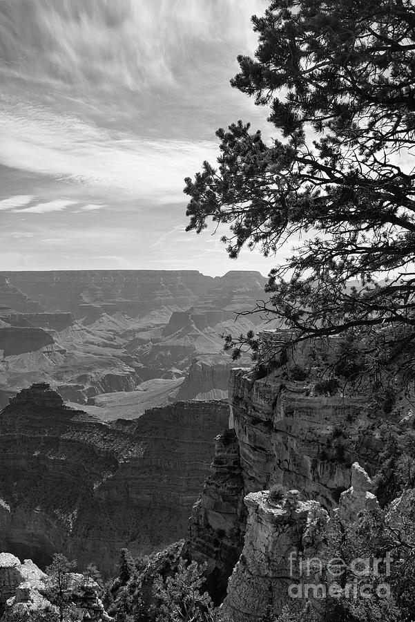 The Grand Canyon Black White Photograph by Andrea Anderegg