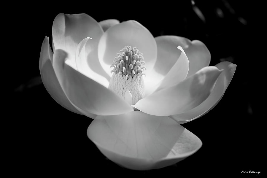 The Grand Opening 2 B W Magnolia Flower Art Photograph by Reid Callaway