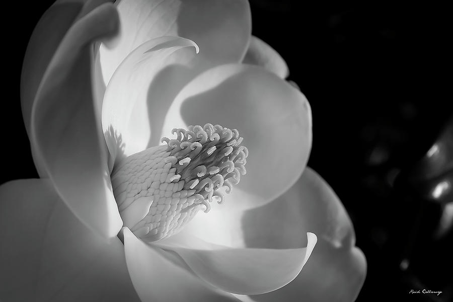 The Grand Opening B W Magnolia Flower Art Photograph by Reid Callaway