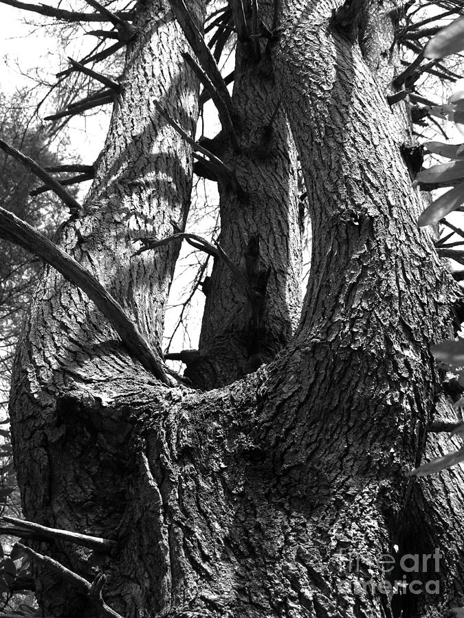 The Grandmother Tree Photograph by Tibby Steedly - Fine Art America