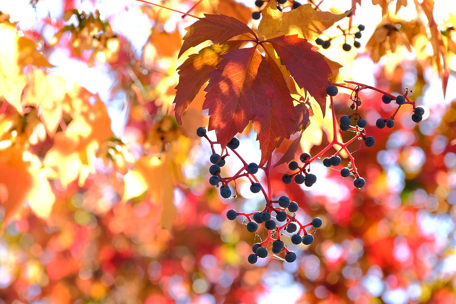 The Grapes of Autumn Photograph by Jessica Myscofski
