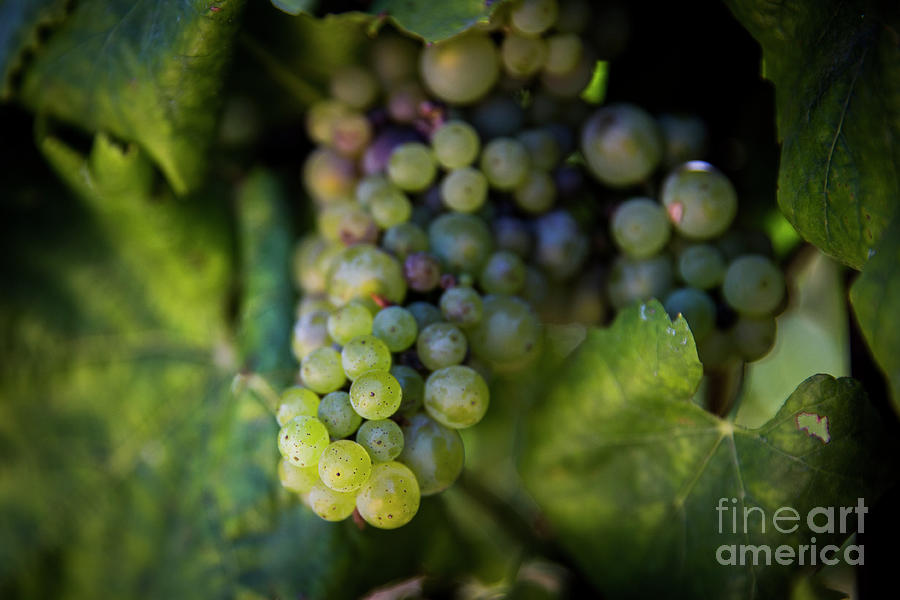 The Grapes of Wine Photograph by Erin Marie Davis