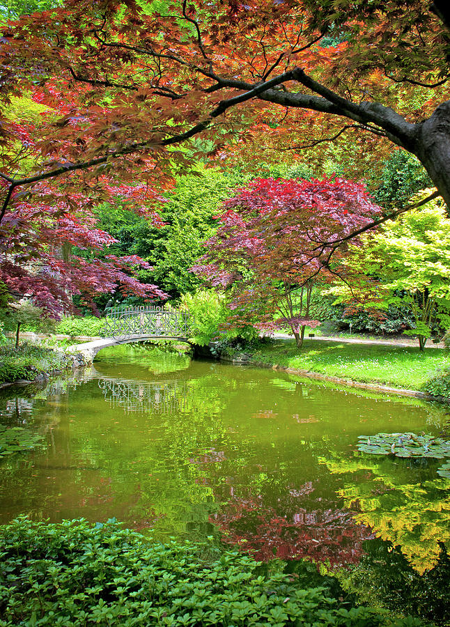 The Grass is Greener - Japanese Garden in Villa Melzi Gardens, Lake Como, Bellagio, Italy Photograph by Denise Strahm