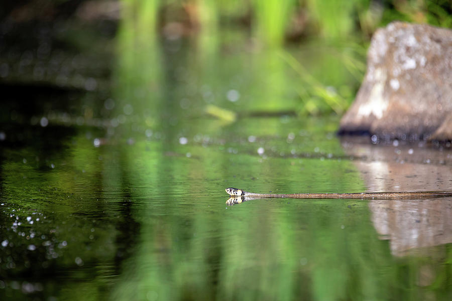 The grass snake Natrix natrix swims in water Photograph by Artush Foto